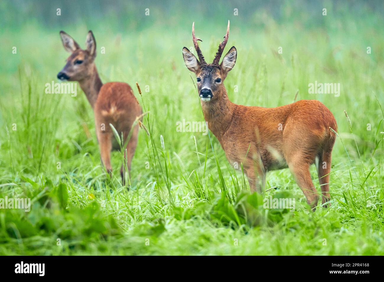 cerf de virginie, chevreuil, chevreuil de l'Ouest, chevreuil européen (Capreolus capreolus), doe et roebuck, couple, Allemagne, Basse-Saxe Banque D'Images