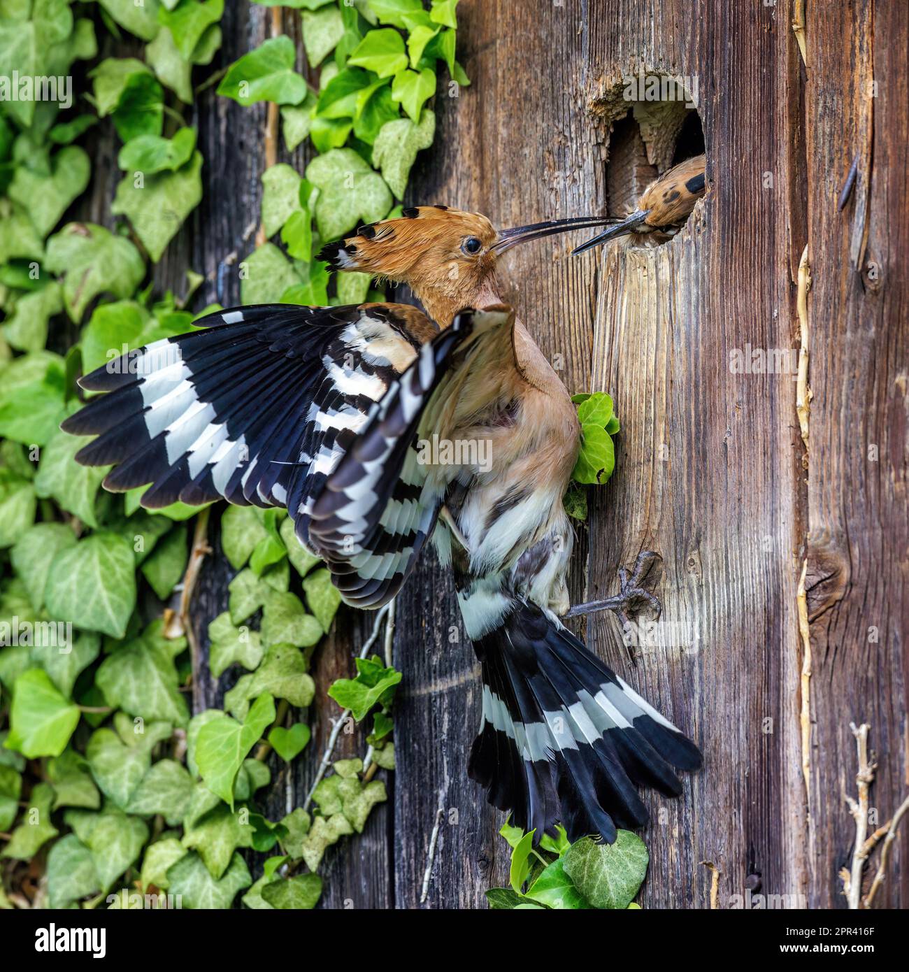 hoopoe (Upupa epops), nourrissant de jeunes oiseaux à la boîte de nid, vue latérale, Allemagne, Bade-Wurtemberg Banque D'Images