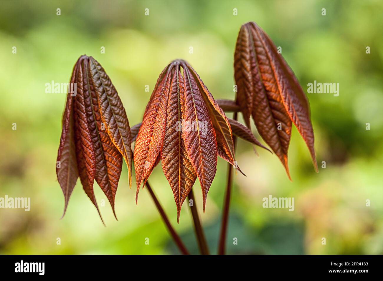 Chestnut de cheval, Dqarf Buckeye, Shrubby Pavie (Aesculus parviflora), feuilles de tir , Allemagne Banque D'Images