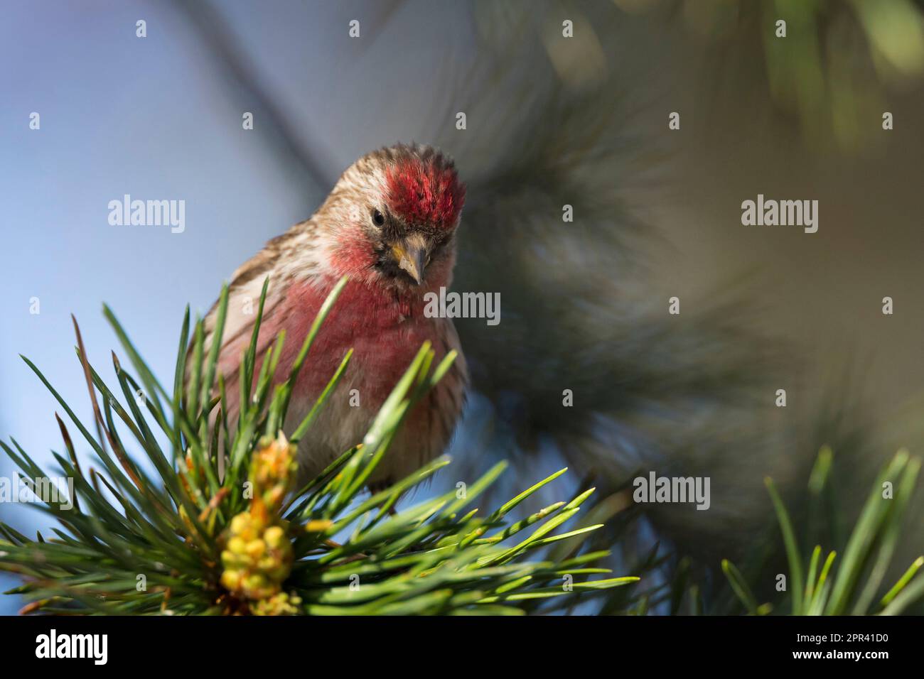 redpoll, sondage rouge commun (Carduelis flammea flammea, Acanthis flammea flammea), mâle dans le plumage de reproduction sur une branche de pin, vue de face, Scandinavie Banque D'Images