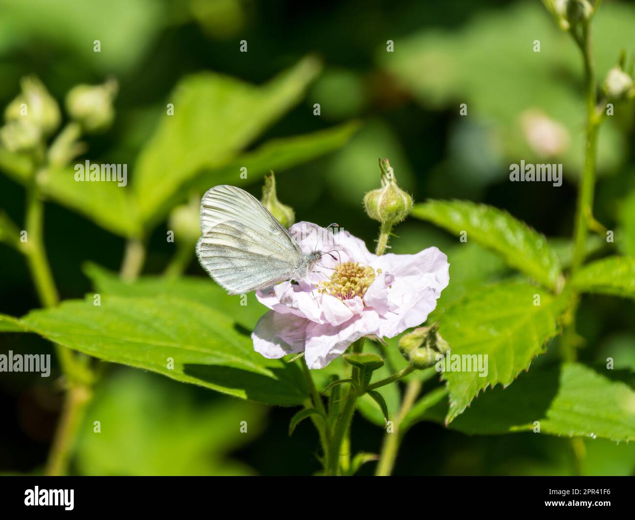 Bois papillon blanc se nourrissant d'une fleur de Bramble Banque D'Images