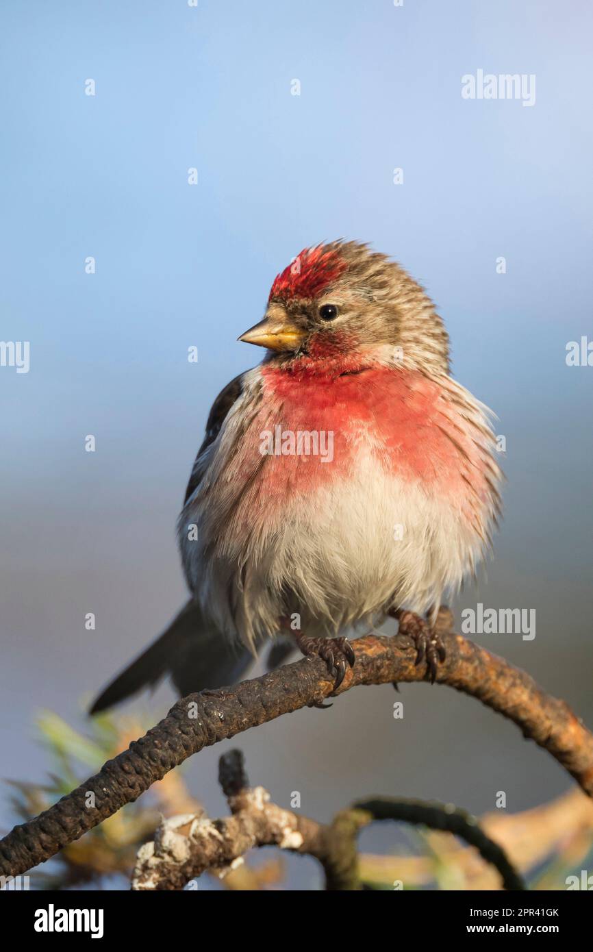 redpoll, sondage rouge commun (Carduelis flammea flammea, Acanthis flammea flammea flammea), mâle dans un plumage reproducteur sur une branche, Scandinavie Banque D'Images