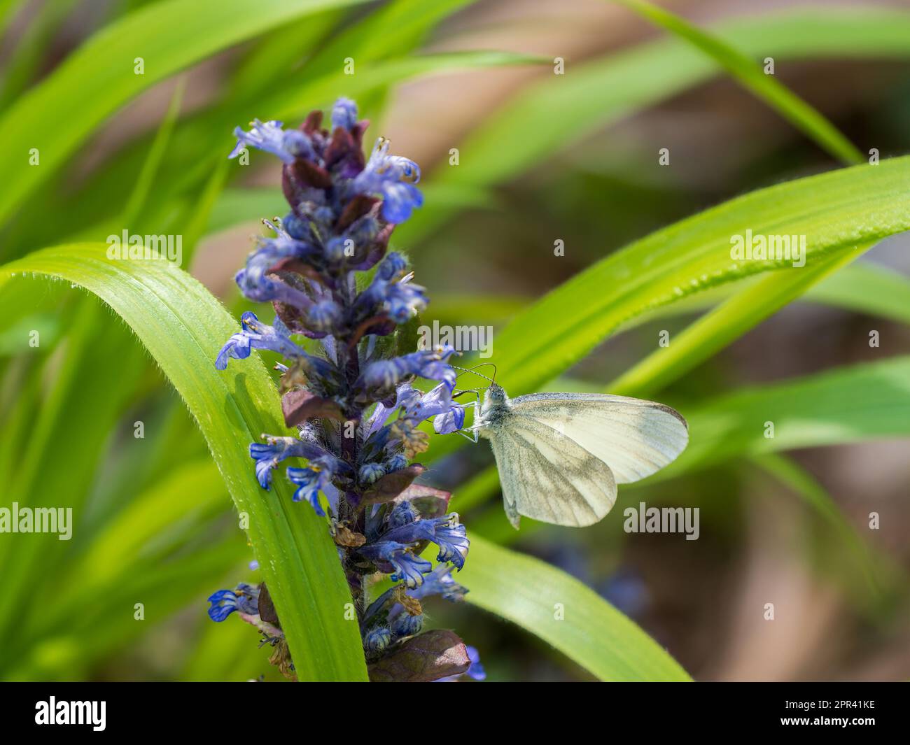 Bois papillon blanc nourrissant sur Bugle Banque D'Images