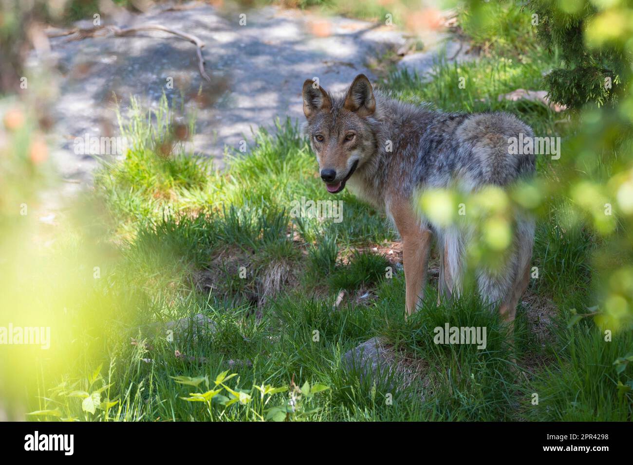 Loup gris européen (Canis lupus lupus), debout au bord d'une forêt, Scandinavie Banque D'Images