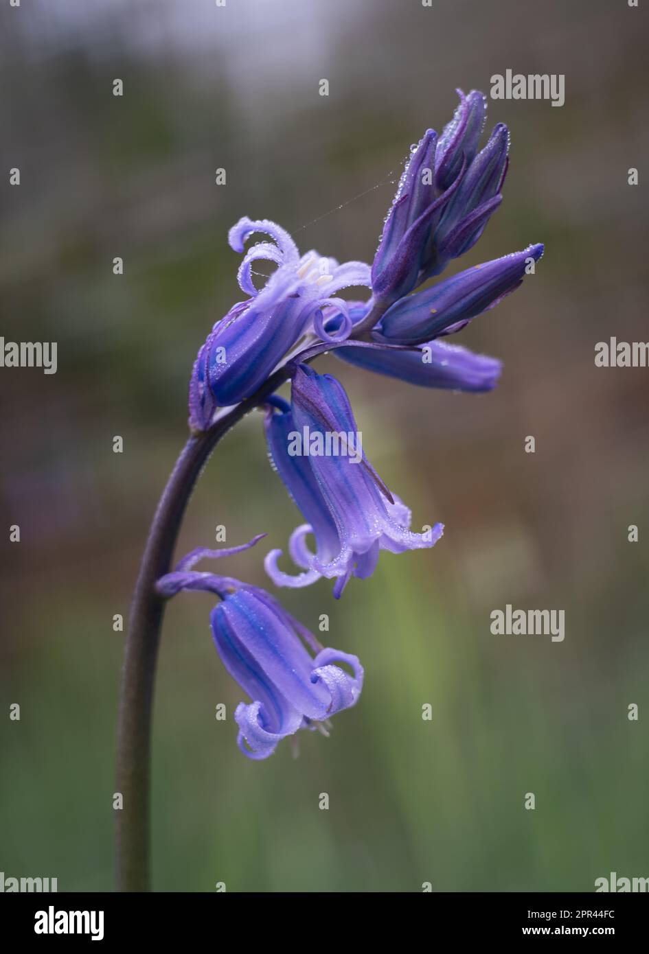 Bluecloches, fleurs bleues, photo de la nature en gros plan. Banque D'Images