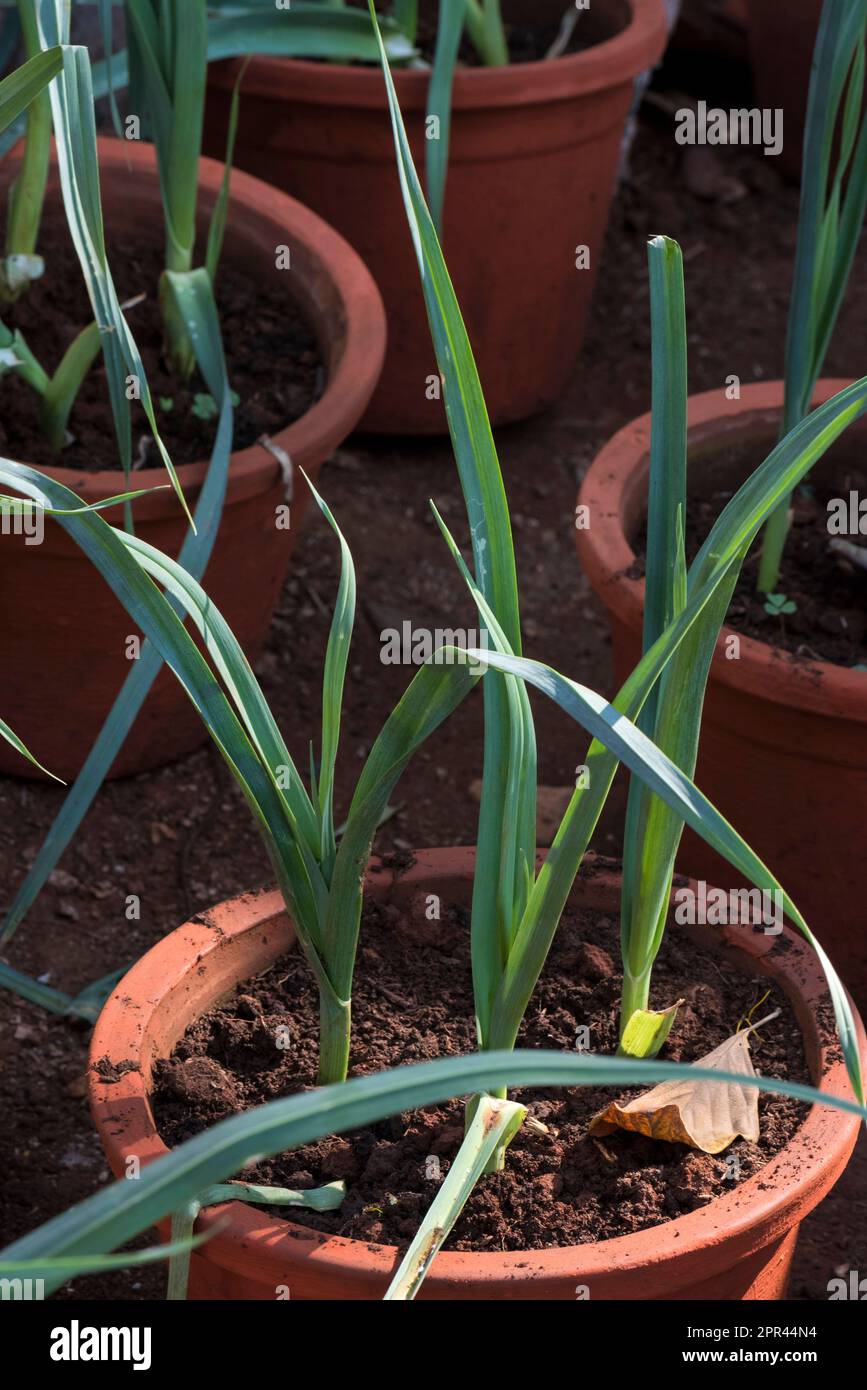 Légume de poireau, Allium ampelloprasum, légumes verts Banque D'Images