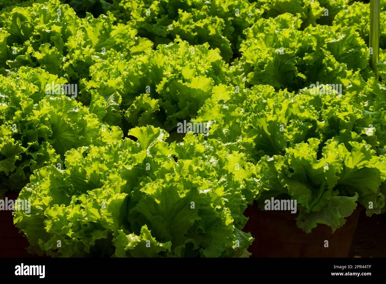 Laitue iceberg, laitue cropphead, légume vert Banque D'Images