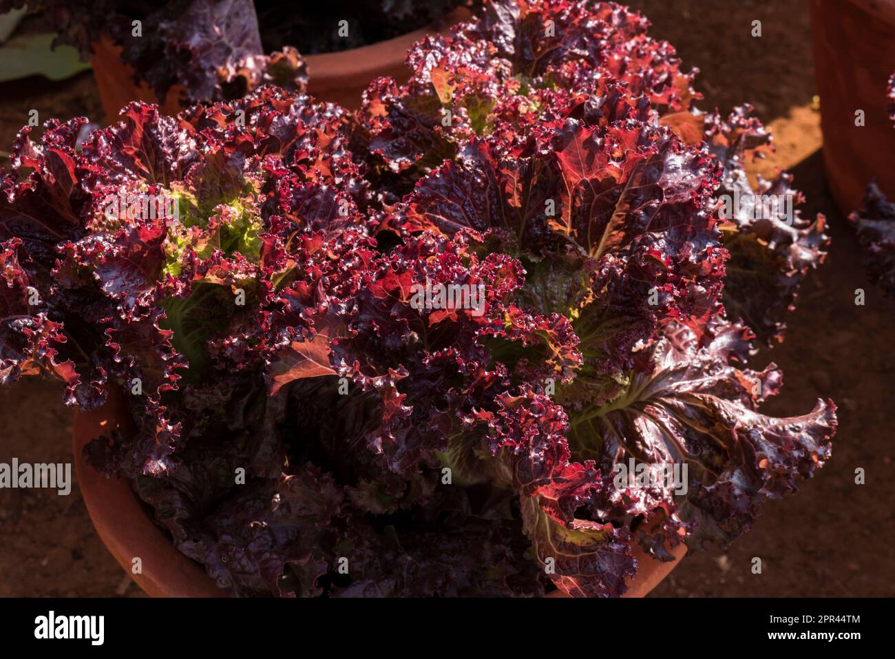 Laitue, Lactuca sativa, laitue romaine, laitue COS, légume rouge Banque D'Images