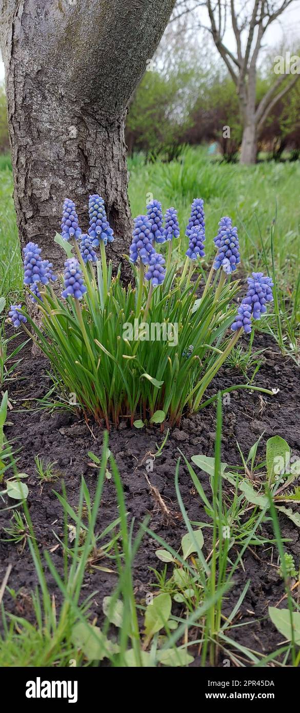 Fleurs de muscari bleu sous un arbre. Fleurs de printemps. Banque D'Images