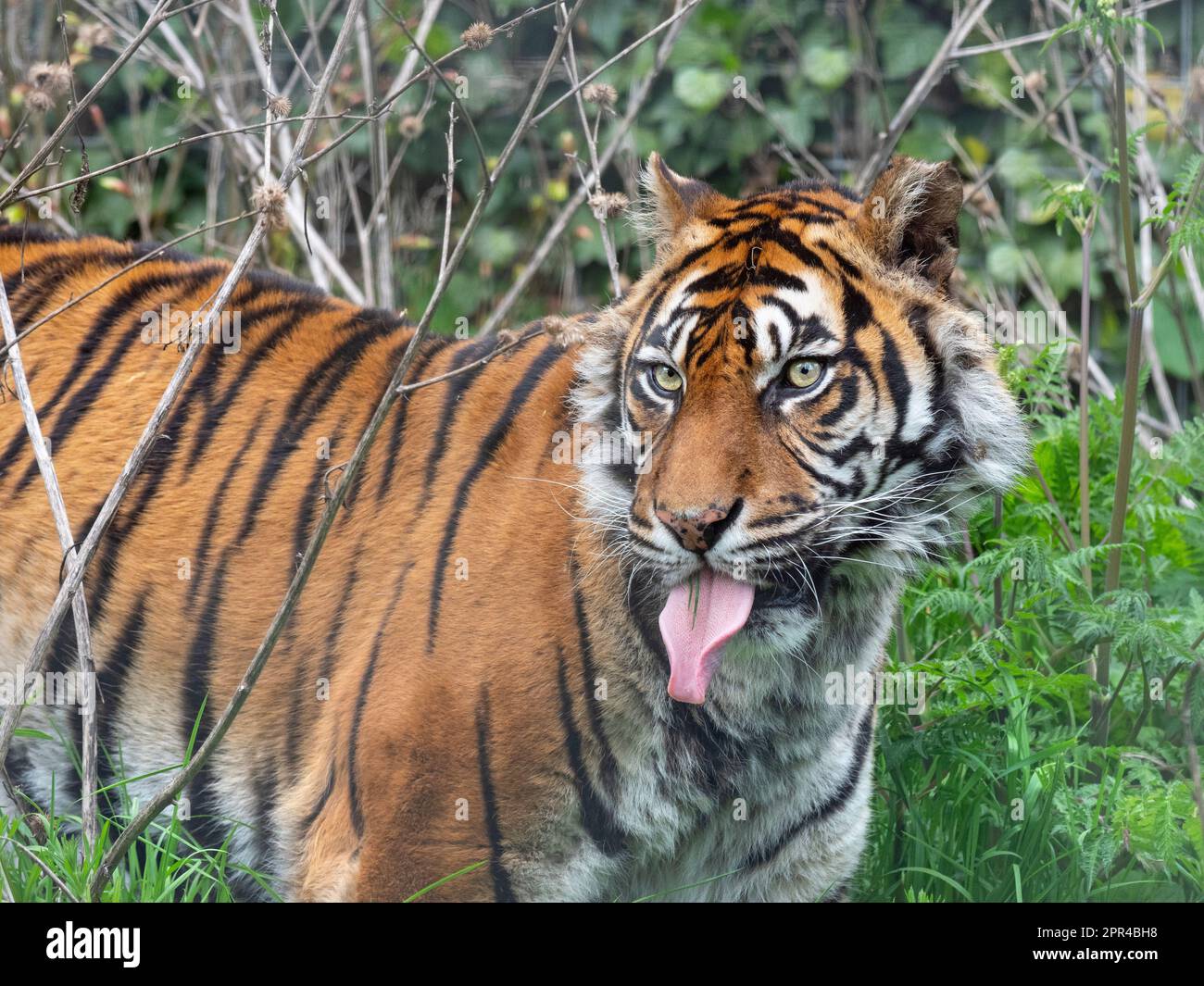 Sumatra tigre Panthera tigris sondaica Banque D'Images