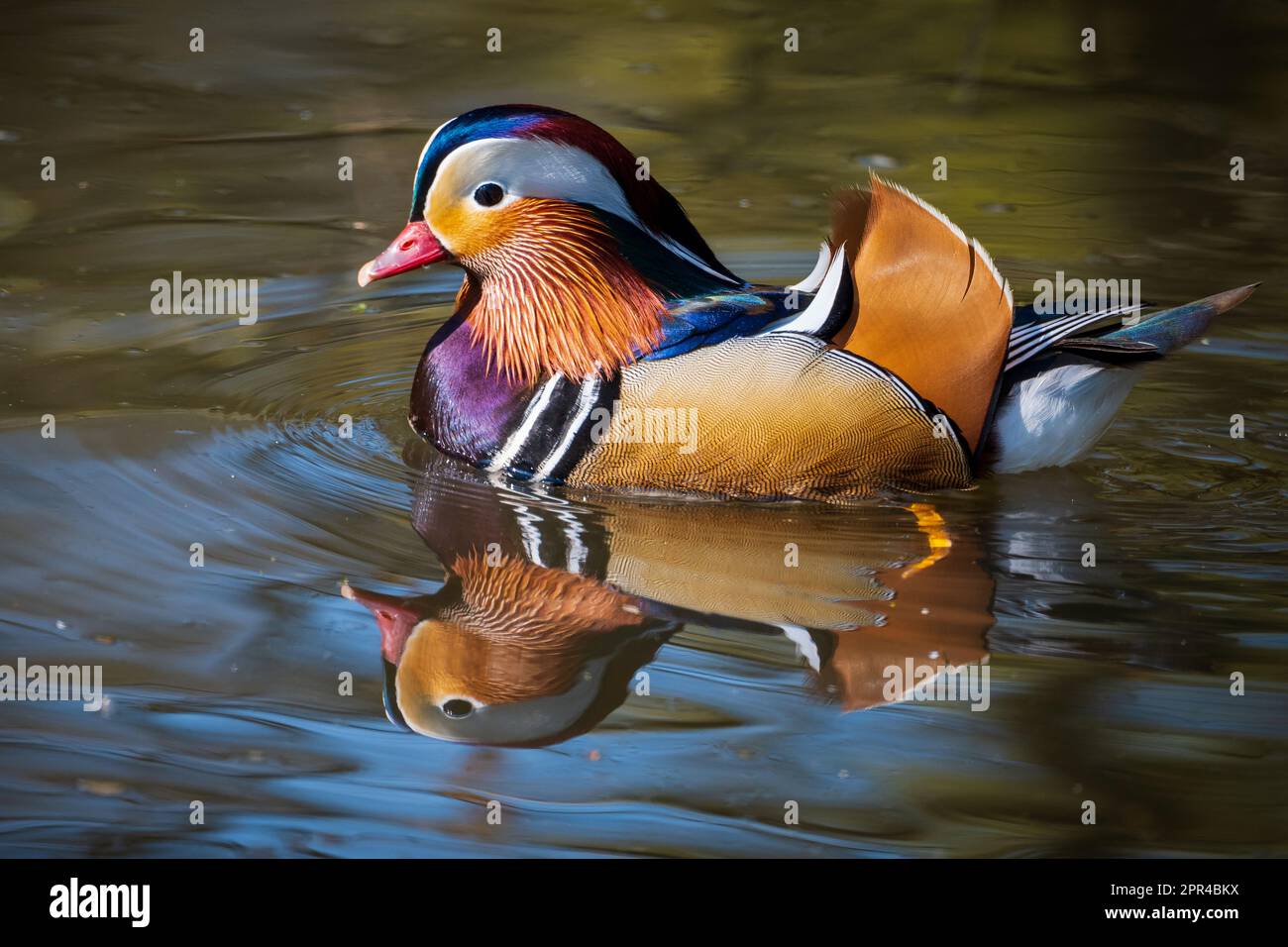 Le canard mandarin mâle très coloré fait une bonne réflexion sur un étang urbain local. Une espèce de canard perching indigène du Paléarctique oriental. Banque D'Images