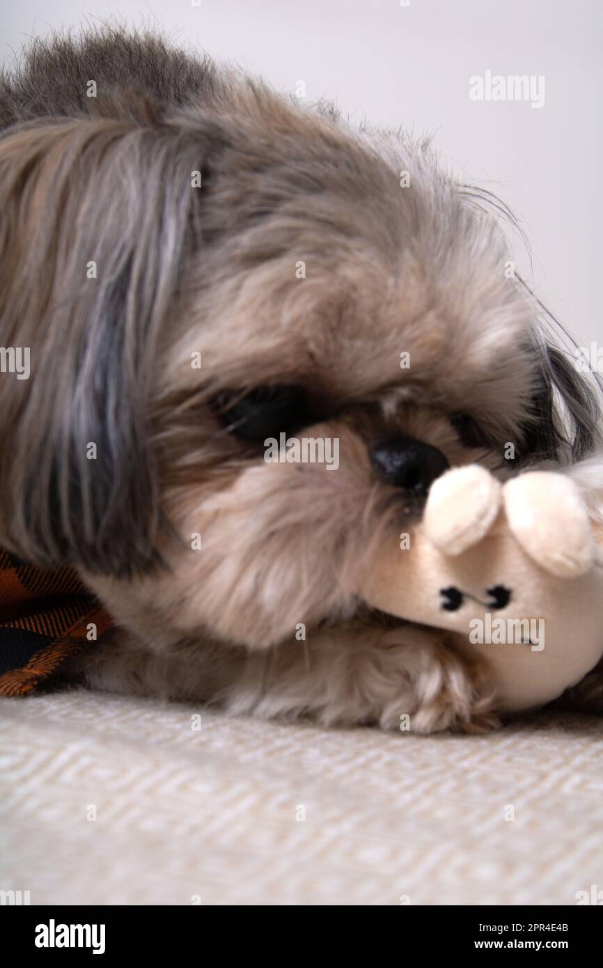 photo d'un chien jouant avec un jouet en peluche en gros plan Banque D'Images