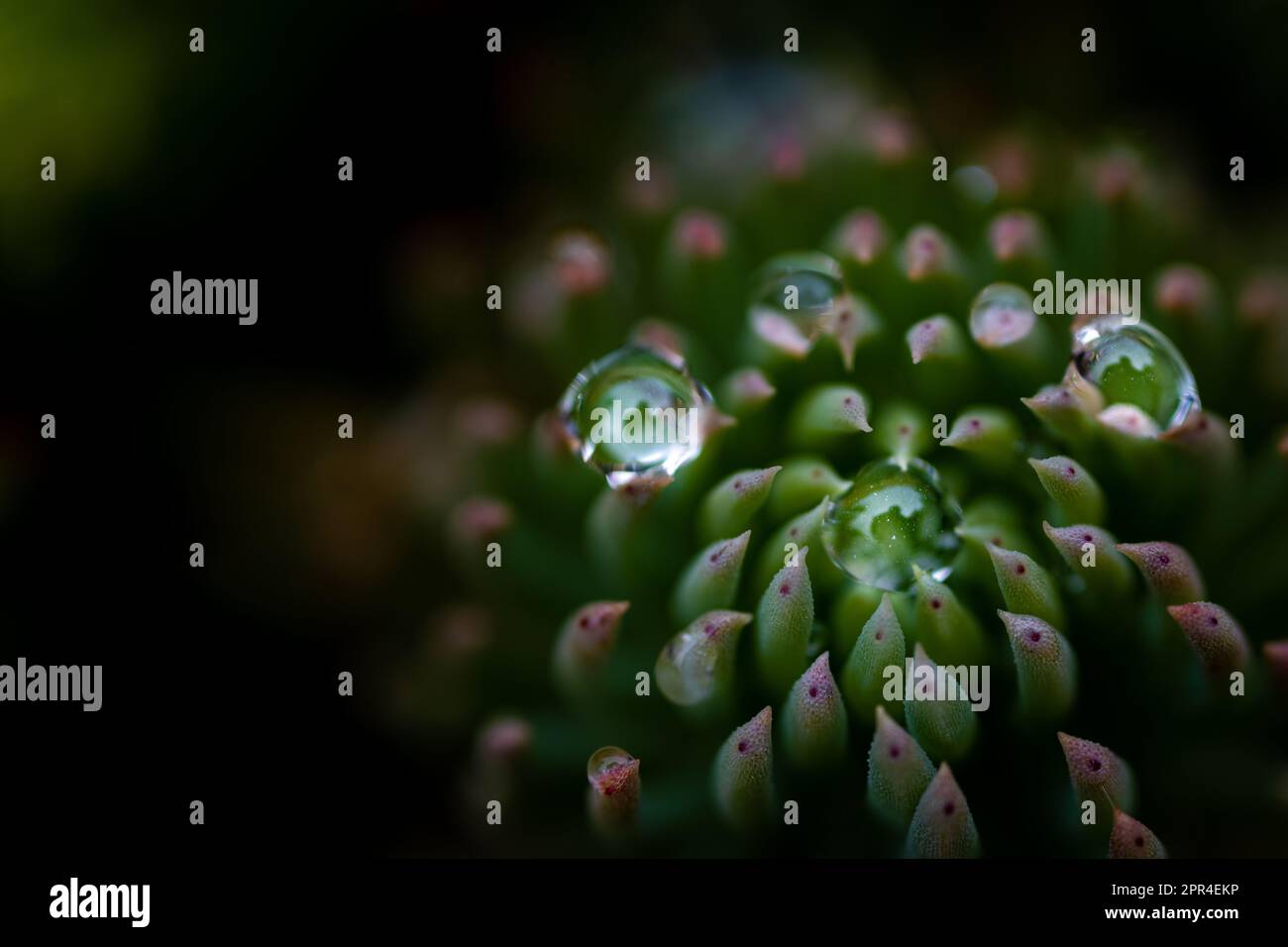 Gouttes de pluie sur succulent Banque D'Images