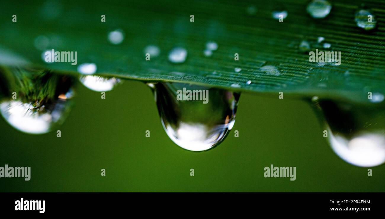 Gouttes de pluie on leaf Banque D'Images