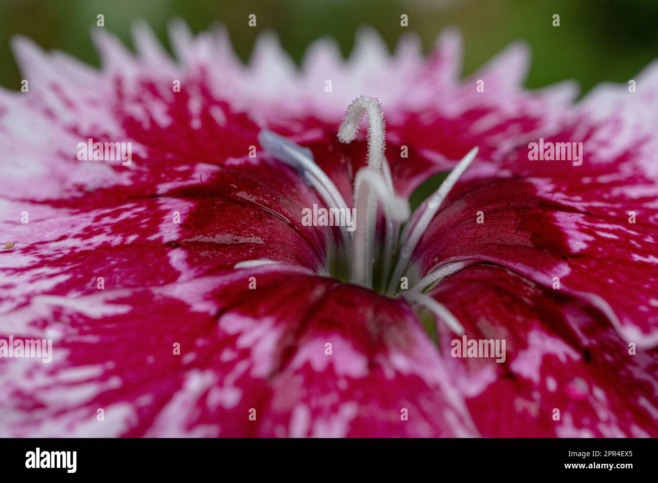 Gros plan fleur Banque D'Images