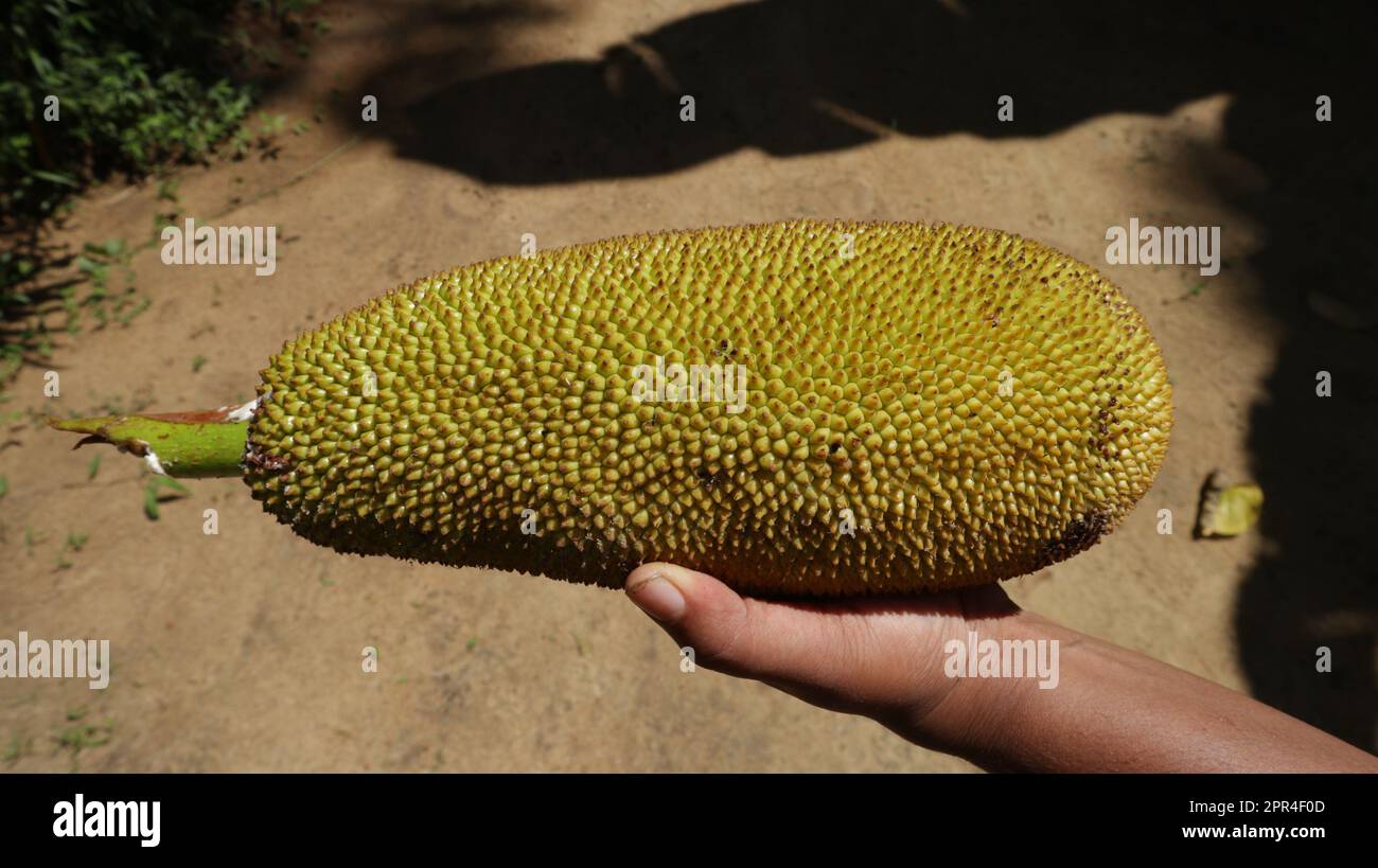 Gros plan d'un fruit de Jack tendre récemment cueillé, le fruit est dans la main d'une jeune femme asiatique. Cette forme immature de fruit de Jack sera tranchée et cuite Banque D'Images