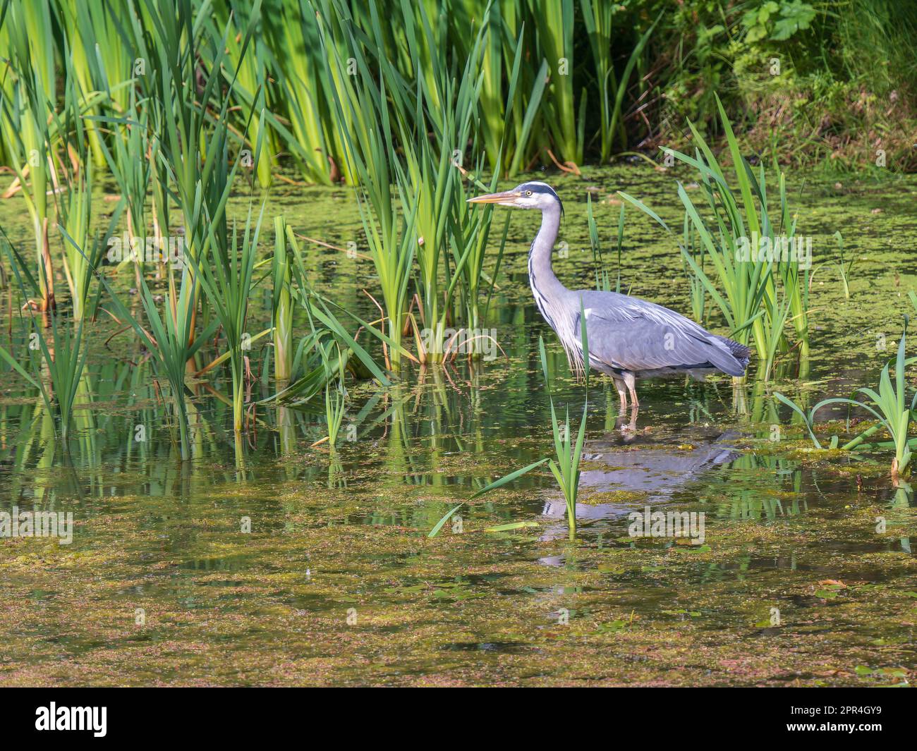 Héron gris debout dans un lac de pêche Banque D'Images