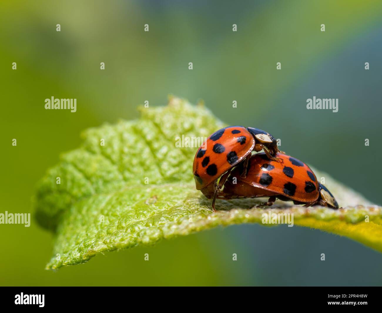 Arlequin ladybirds accouplement sur une feuille Banque D'Images