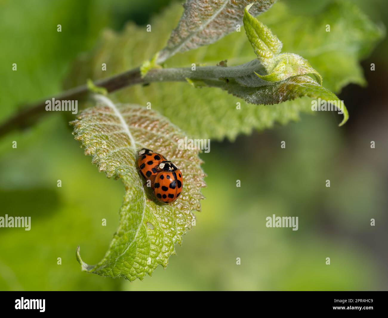 Arlequin ladybirds accouplement sur une feuille Banque D'Images