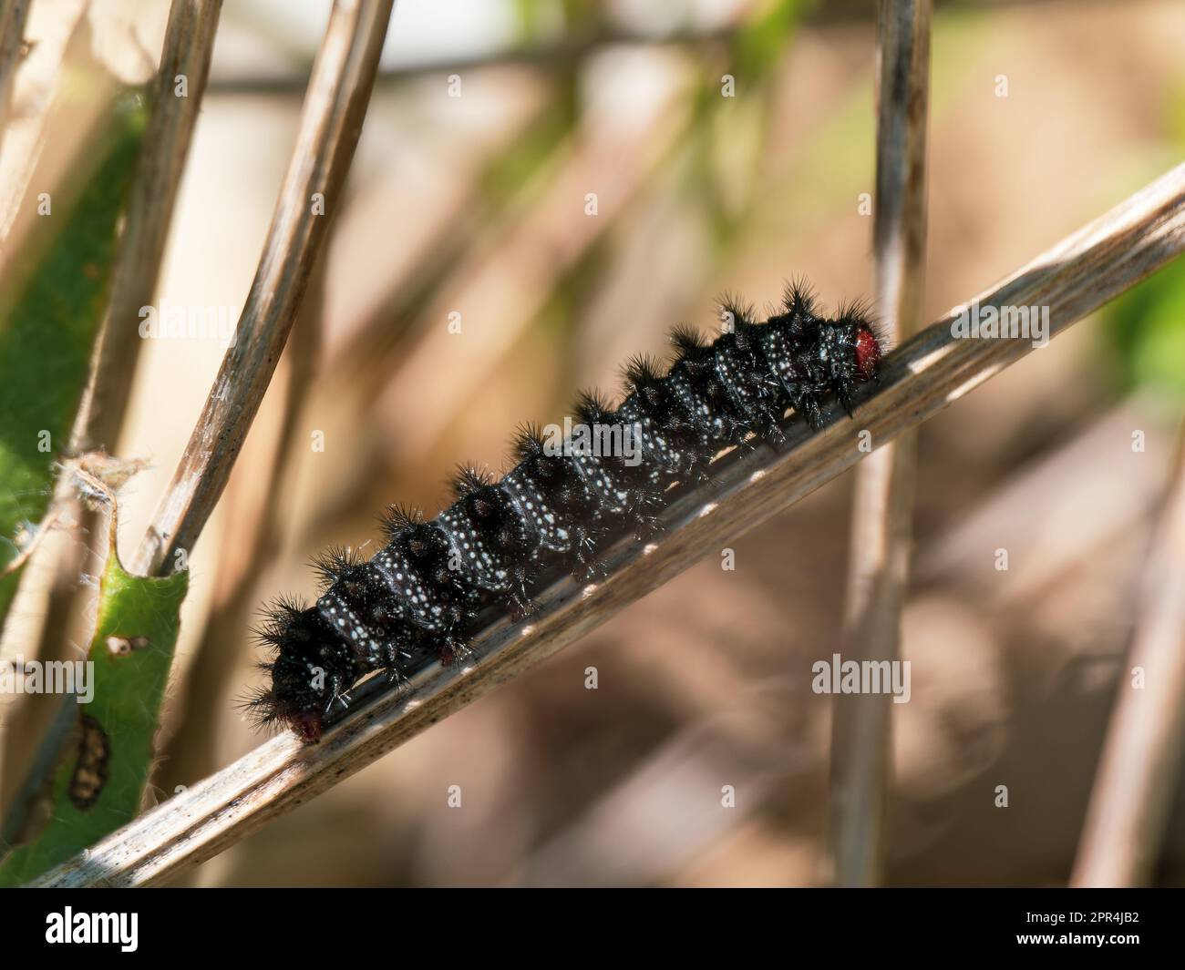 Glanville Fritillary Caterpillar sur une tige Banque D'Images
