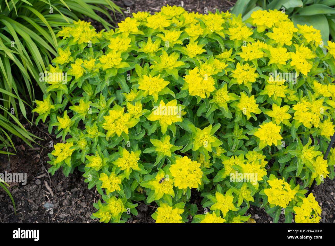Euphorbia Polychroma est un mounding clamp formant vivace, noms communs coussin sphurge et beaucoup de couleur sphurge, poussant au printemps dans un jardin gallois Banque D'Images