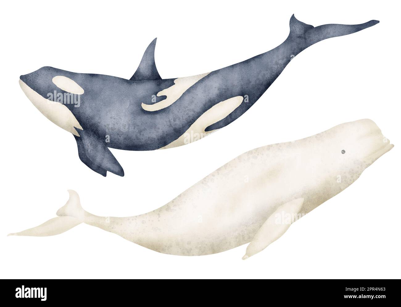 Big Whale et Beluga. Illustration d'aquarelle dessinée à la main d'animaux sous-marins sur un arrière-plan isolé. Ensemble de poissons mammifères polaires et orque tueur pour le design du zoo. North marine Wild LIFE pour icône ou logo. Banque D'Images