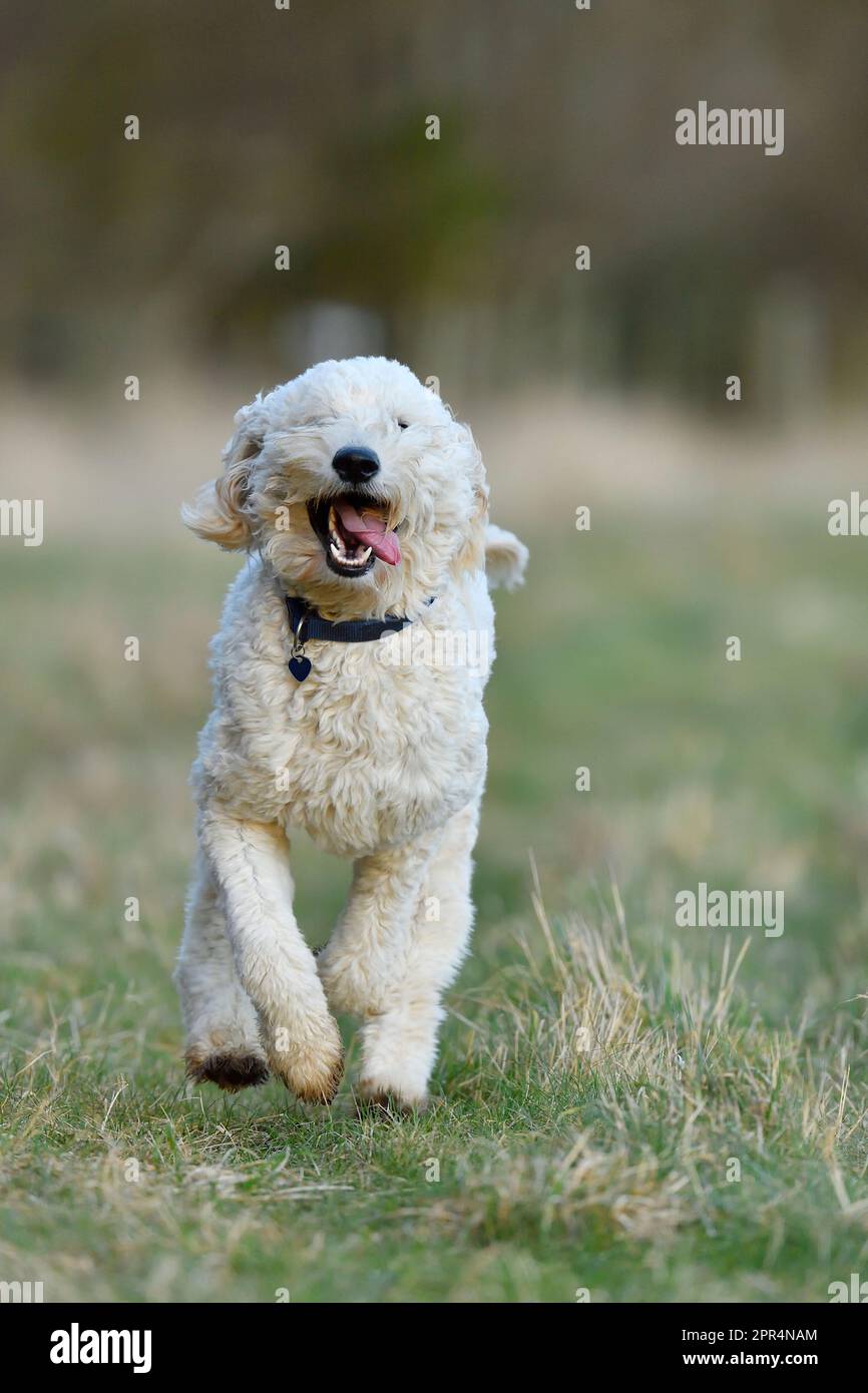 Golden Doodle (Golden Retriever x Standard Poodle), en avance vers le photographe, Berwickshire, Écosse Banque D'Images