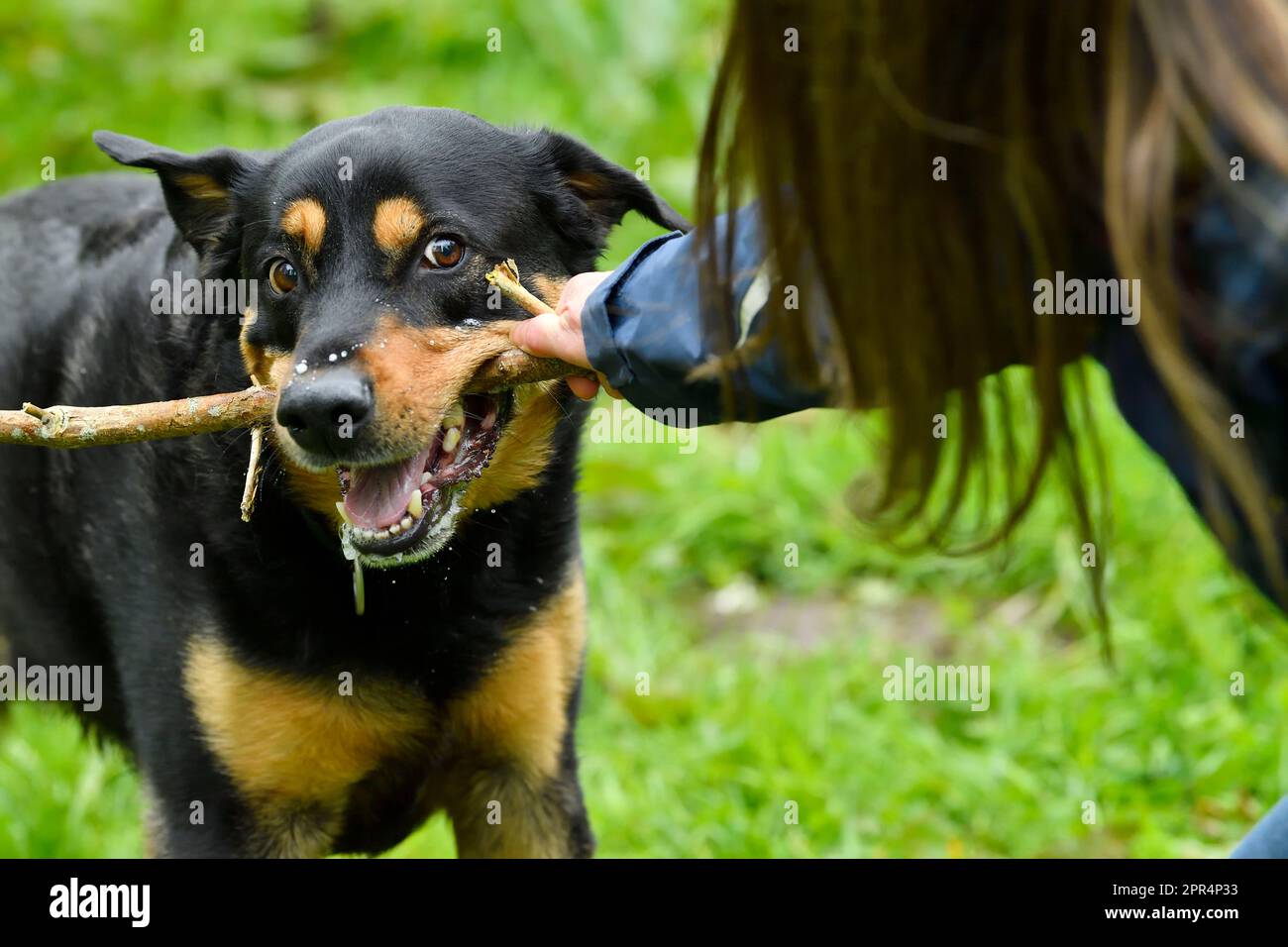 Labrador Rottweiler Cross jouant le remorqueur de la guerre avec le propriétaire, Berwickshire, Écosse Banque D'Images