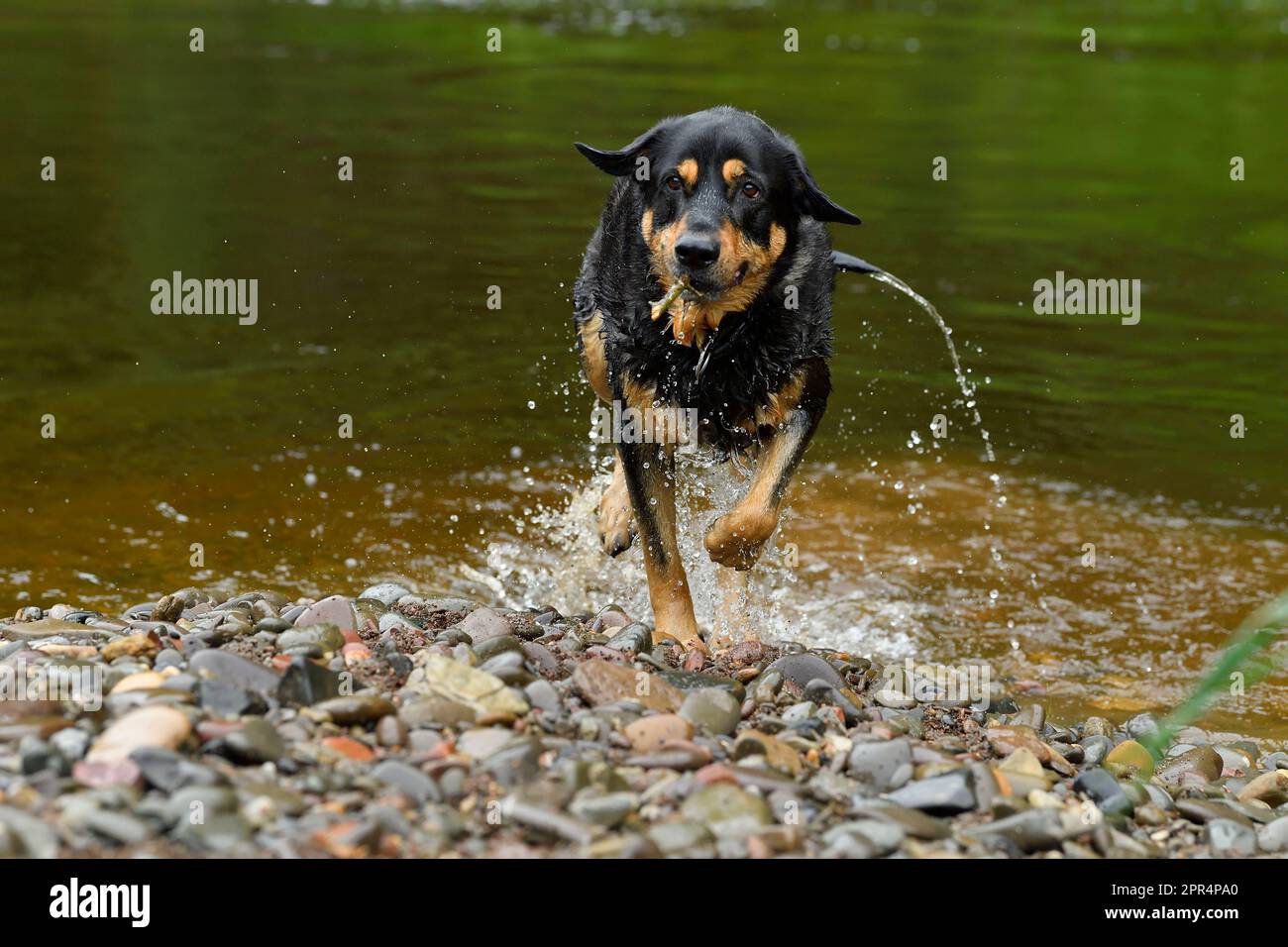 Le Labrador Rottweiler traverse l'eau du manteau après avoir joué dans River, Berwickshire, Écosse Banque D'Images