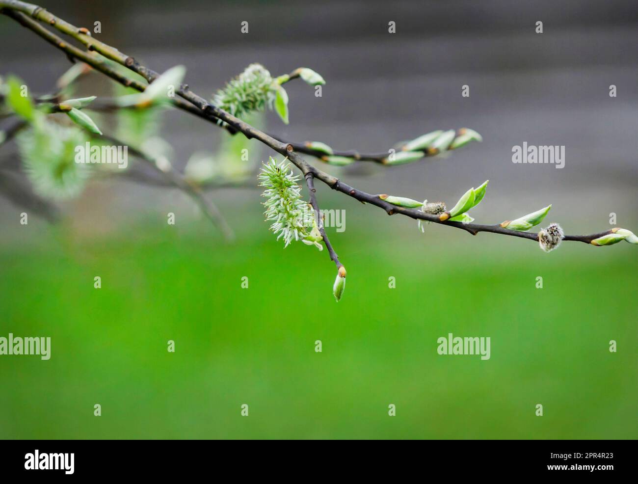 Plateau De Service En Mélamine Élégant – Motif Branches De Saule Bleu/Vert – Durable Et Stylé Pour Boissons, Collations Ou Repas