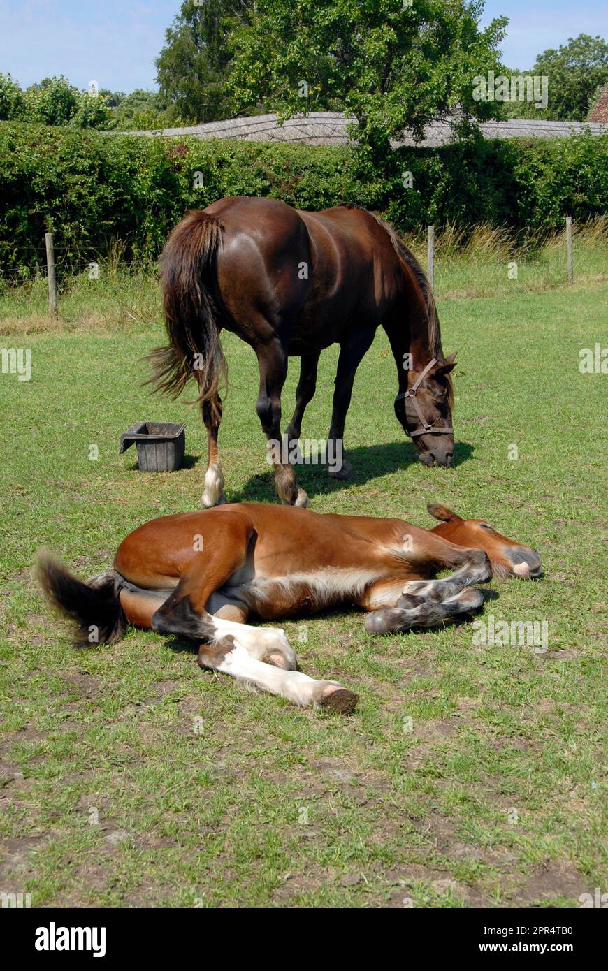 Clydesdale jument et foal, avec le foal couché sur l'herbe Banque D'Images