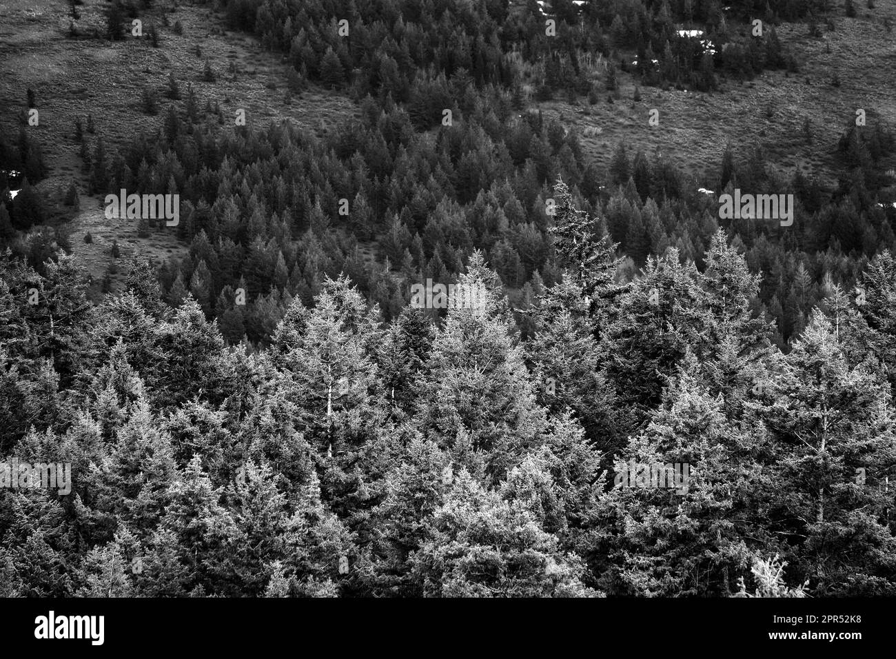 Forêt de pins verts sur le flanc de la montagne avec pluie Banque D'Images