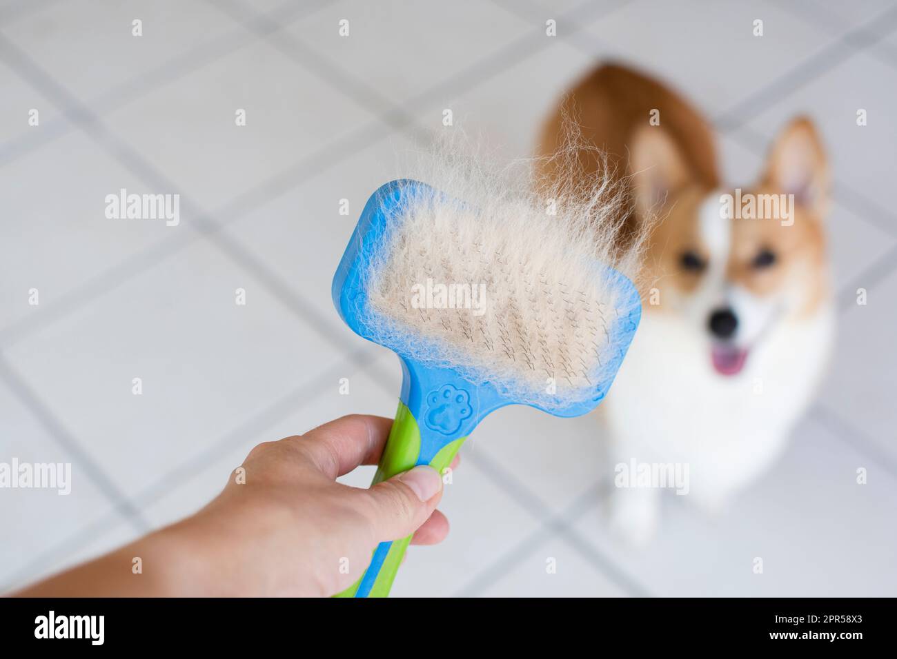 Problèmes avec la laine des chiens. Concept mue annuelle, pelage, chiens mourants. Banque D'Images