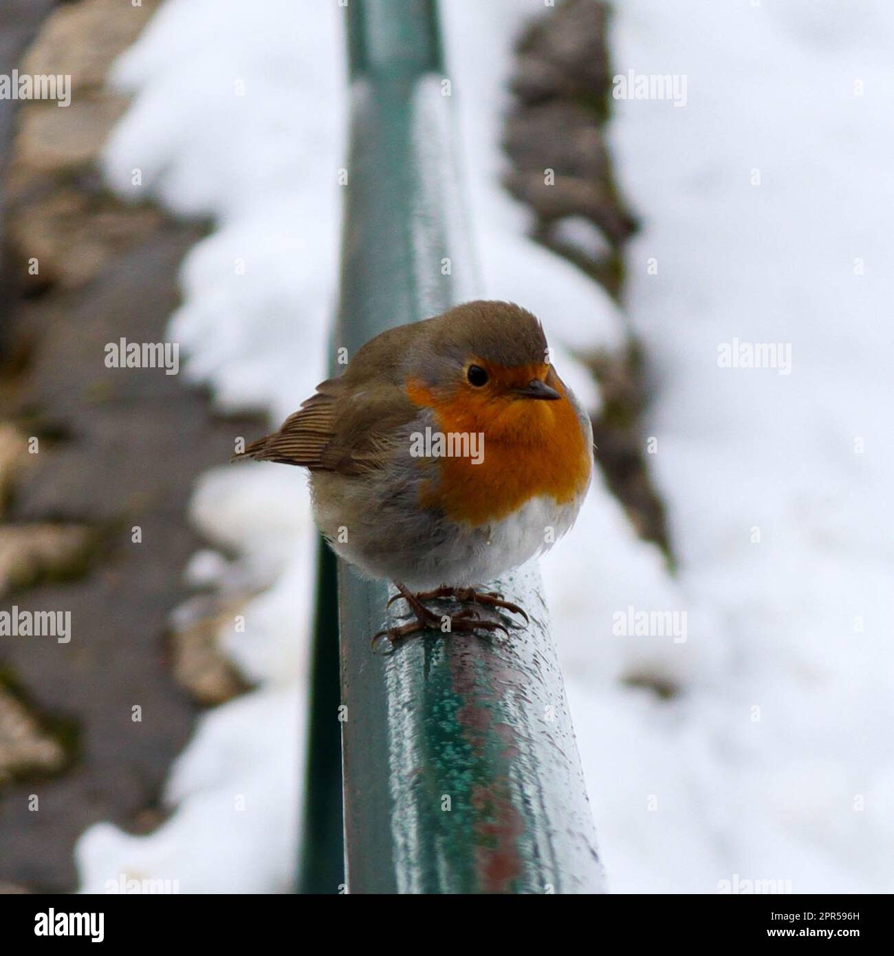 Gros plan photos prises d'un oiseau-Robin très mignon par temps très frais Banque D'Images