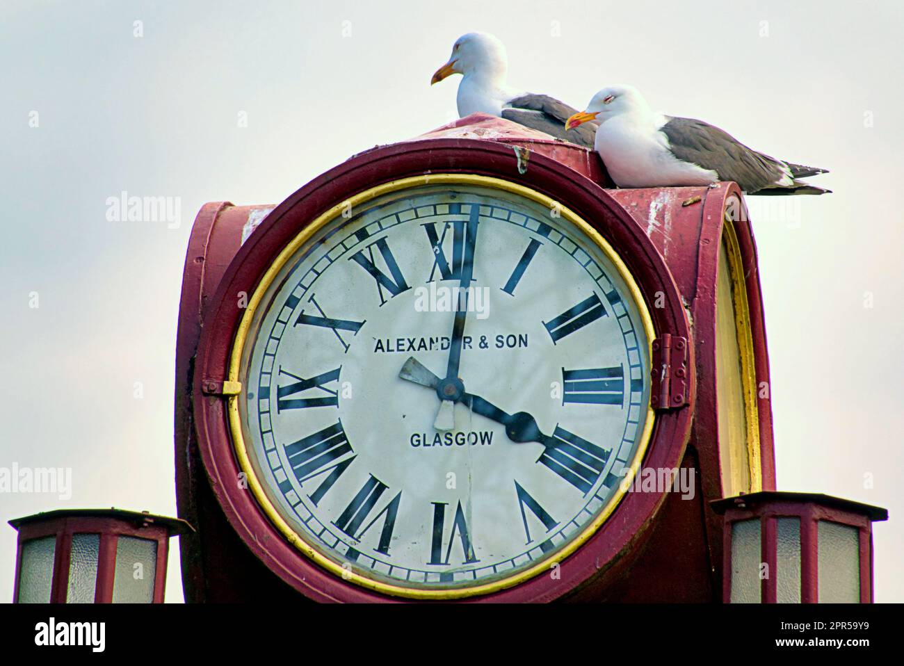 Glasgow, Écosse, Royaume-Uni 26th , avril 2023. Météo au Royaume-Uni : ville ensoleillée fleurs et fleurs de cerisier dans le parc Victoria de la ville à l'extrémité ouest Les mouettes gardent un œil sur l'horloge en fer de l'horloge victorienne à quatre cadrans, lampe miniature à poser, donnée par William Gordon Oswald en 1888, qui se rapproche de l'heure du dîner. Crédit Gerard Ferry/Alay Live News Banque D'Images