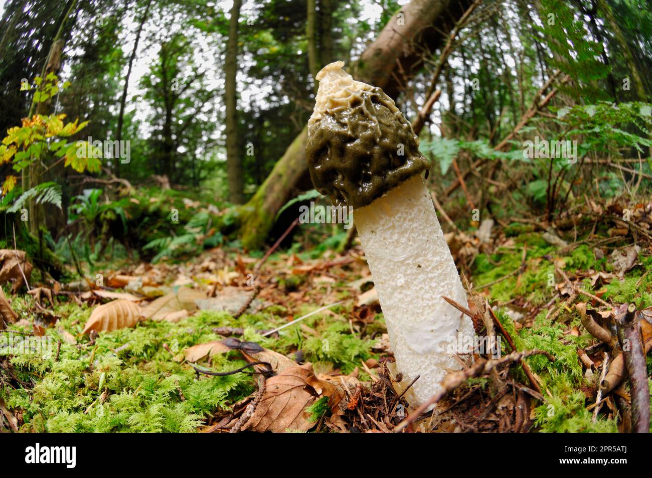 Champignons de Stinkhorn (Phallus impudicus) vue à angle bas d'un spécimen mûr dans des forêts mixtes, Dumfries-shire, Écosse, septembre 2007 Banque D'Images