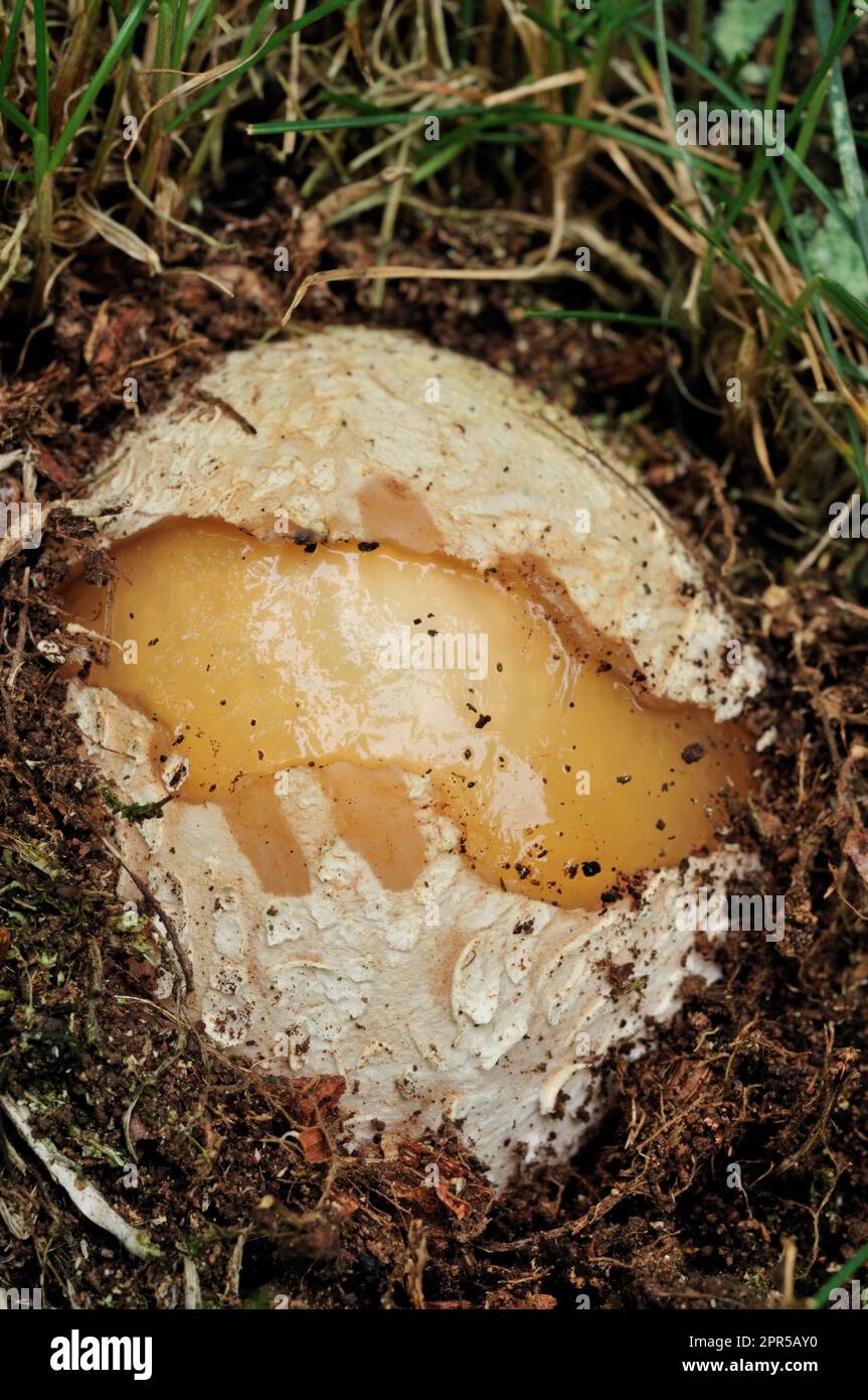 Champignons de Stinkhorn (Phallus impudicus) champignons immatures sur le point d'émerger dans l'habitat des prairies, Northumberland, Angleterre, juin 2008 Banque D'Images