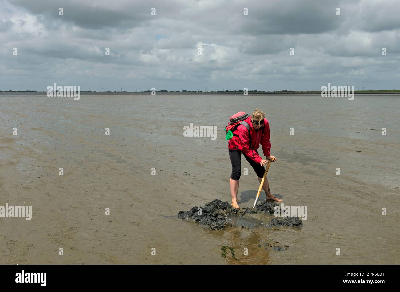 Biologiste qui recherche des vers, des moules et d'autres petites créatures dans la mer des Wadden de la mer du Nord, Schleswig-Holstein, Allemagne Banque D'Images