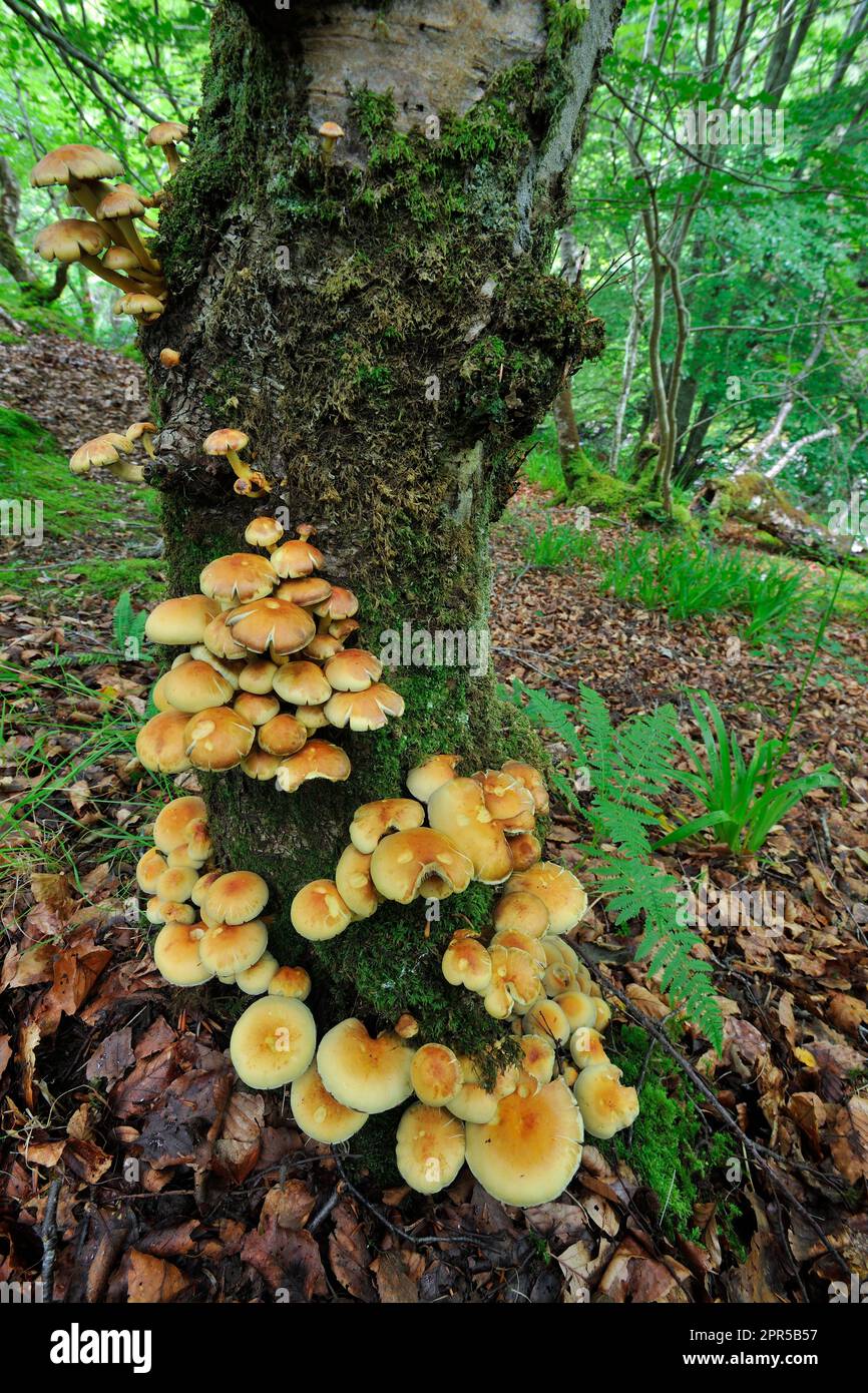 Amas de champignons tufeux de soufre (Hypholoma fasciculare) poussant sur le hêtre, Assynt, Scottish Highlands, août 2016 Banque D'Images