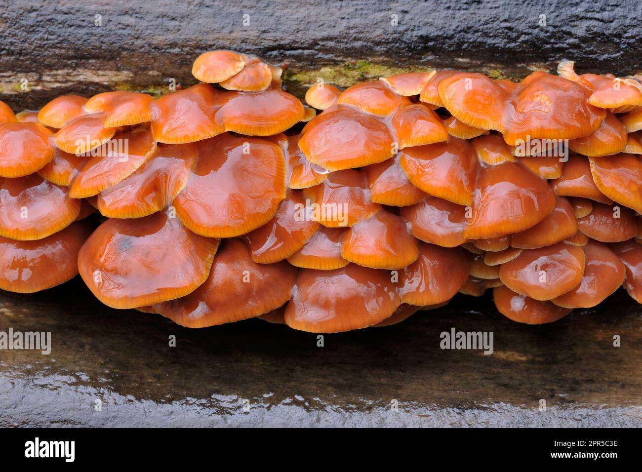 Champignons de la tige de velours / Mushroom d'hiver (Flammulina velutipes) gros plan du groupe croissant sur des rondins décortiqués dans une pile de bois, photographiés sous de fortes pluies. Banque D'Images