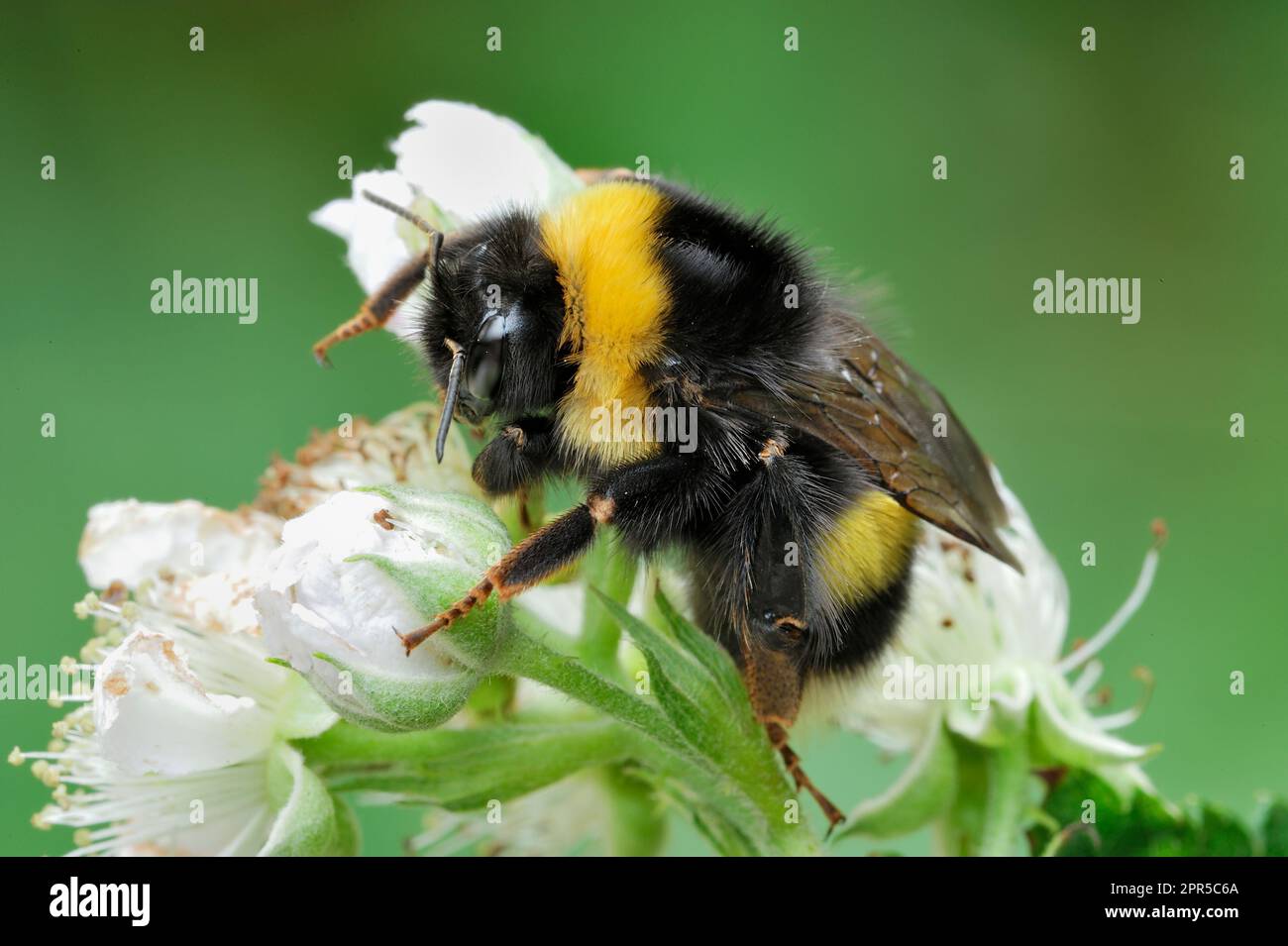 Bumblebee à queue blanche du Nord (Bombus magnus) Queen reposant / roosting sur la ruée en début de soirée, Centre d'études de terrain d'Aicas. Banque D'Images