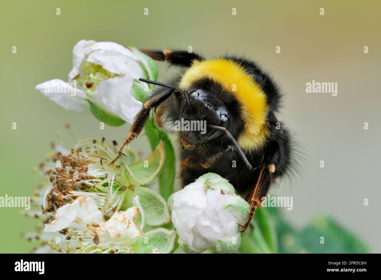 Bumblebee à queue blanche du Nord (Bombus magnus) Queen reposant / roosting sur la ruée en début de soirée, Centre d'études de terrain d'Aicas. Banque D'Images