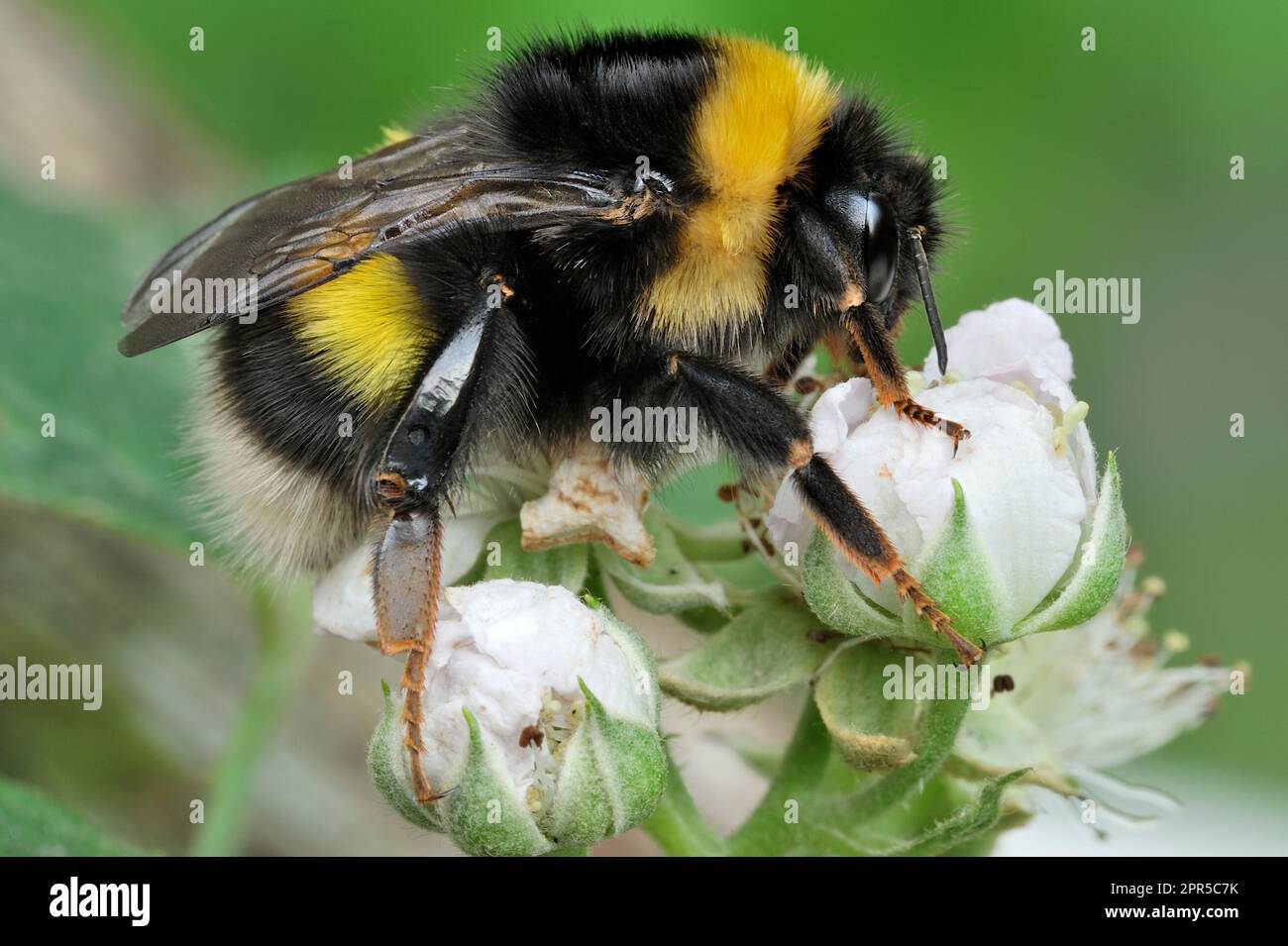 Bumblebee à queue blanche du Nord (Bombus magnus) Queen reposant / roosting sur la ruée en début de soirée, Centre d'études de terrain d'Aicas. Banque D'Images