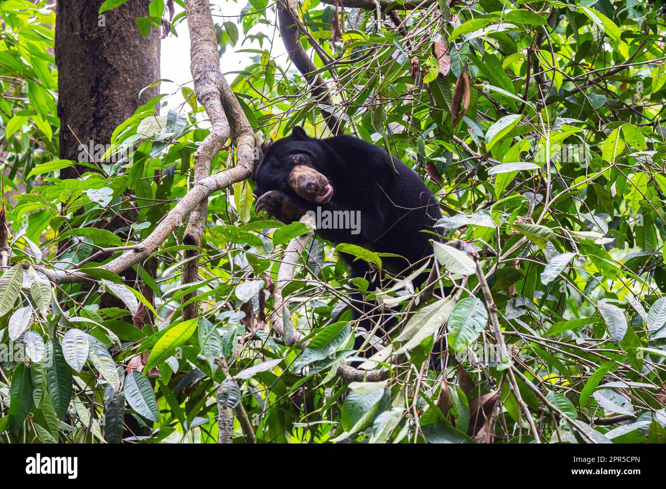 Bornean Sun Bear conservation Centre (BSBCC), Sandakan, Sabah, Bornéo, Malaisie. Banque D'Images