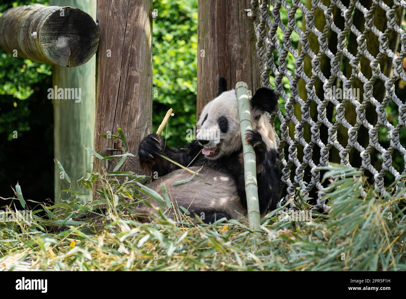 Memphis. 25th avril 2023. Cette photo prise sur 25 avril 2023 montre le panda géant ya ya au zoo de Memphis, aux États-Unis. Le géant féminin panda ya ya a quitté le zoo de Memphis ici mercredi matin pour un vol de retour en Chine.le départ de ya ya ya ya a eu lieu après 20 ans de séjour au zoo de Memphis, Tennessee. Comme arrangé par les Chinois et les Etats-Unis, elle montera dans un avion pour Shanghai. Credit: Liu Jie/Xinhua/Alay Live News Banque D'Images