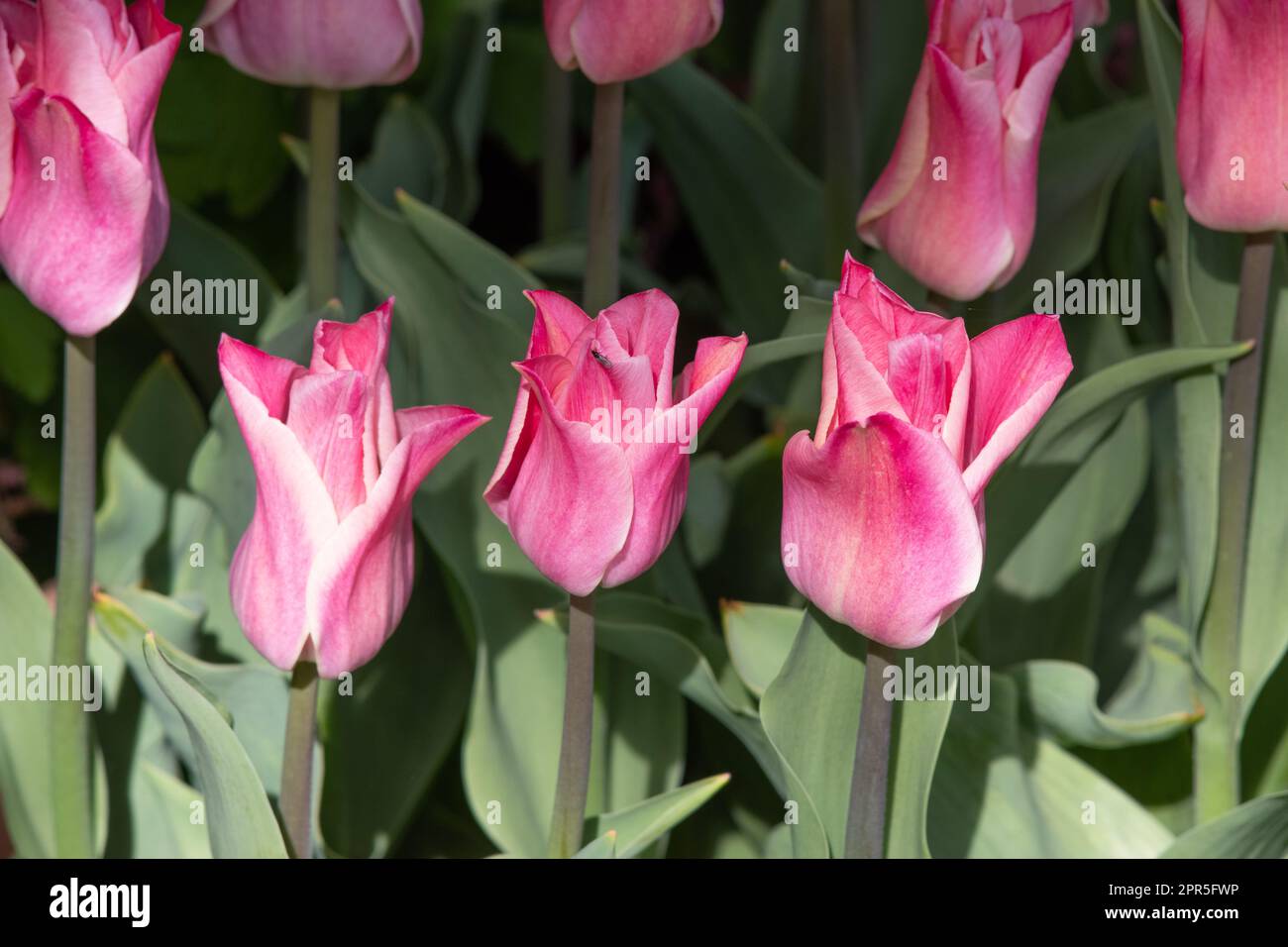 Tulipa 'miss Elegance' Banque D'Images