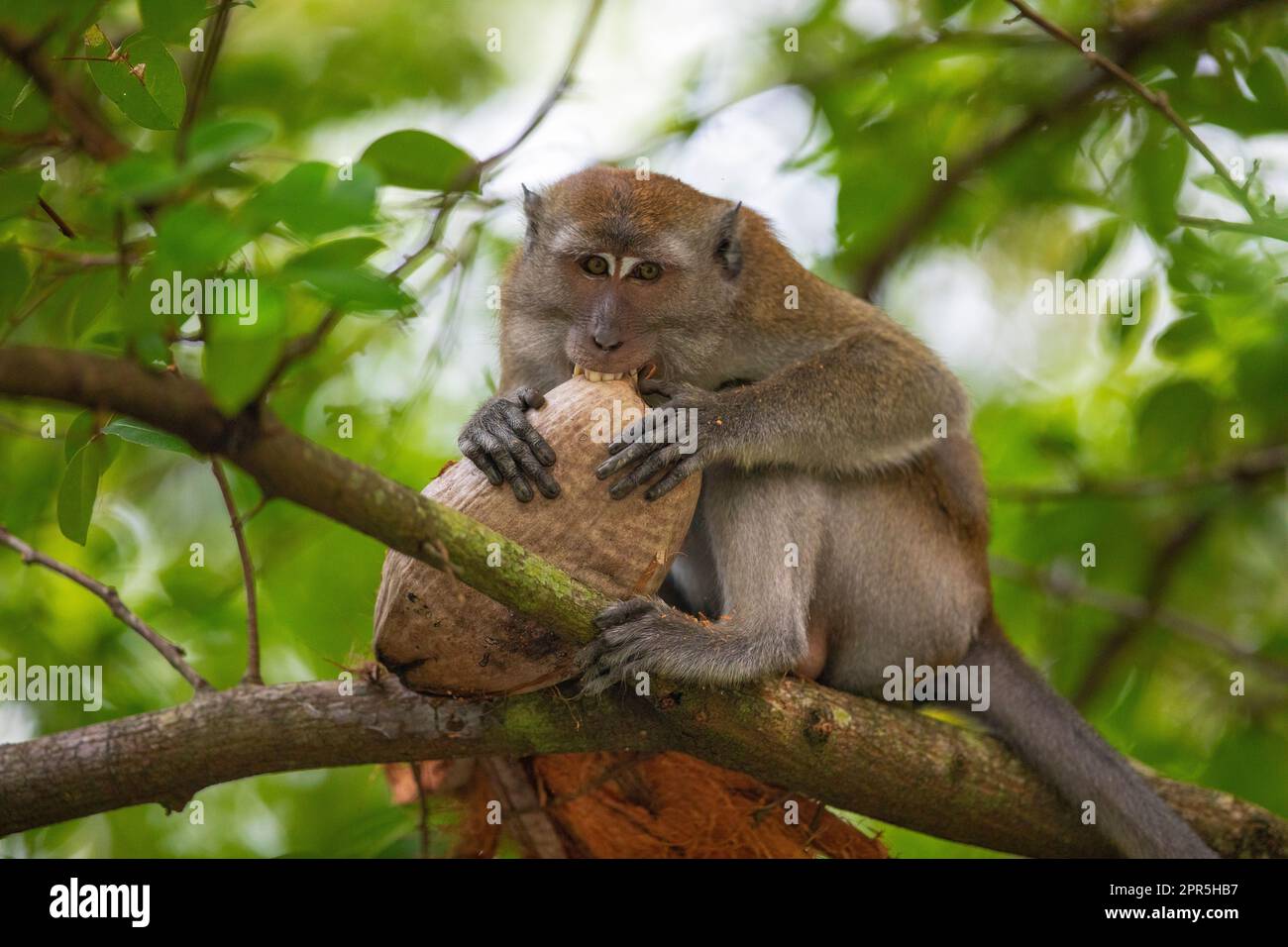 Macaque à longue queue assise sur un arbre au-dessus d'une rivière de mangrove qui coule ses dents dans une certaine husse, Singapour Banque D'Images