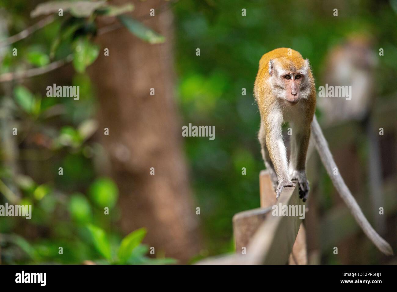 Macaque à longue queue marchant le long d'une balustrade au-dessus d'une rivière de mangrove, Singapour Banque D'Images