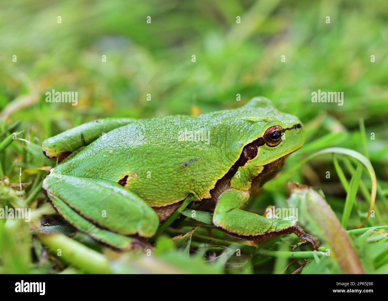 Grenouille d'arbre européen - Hyla arborea assis dans l'herbe Banque D'Images