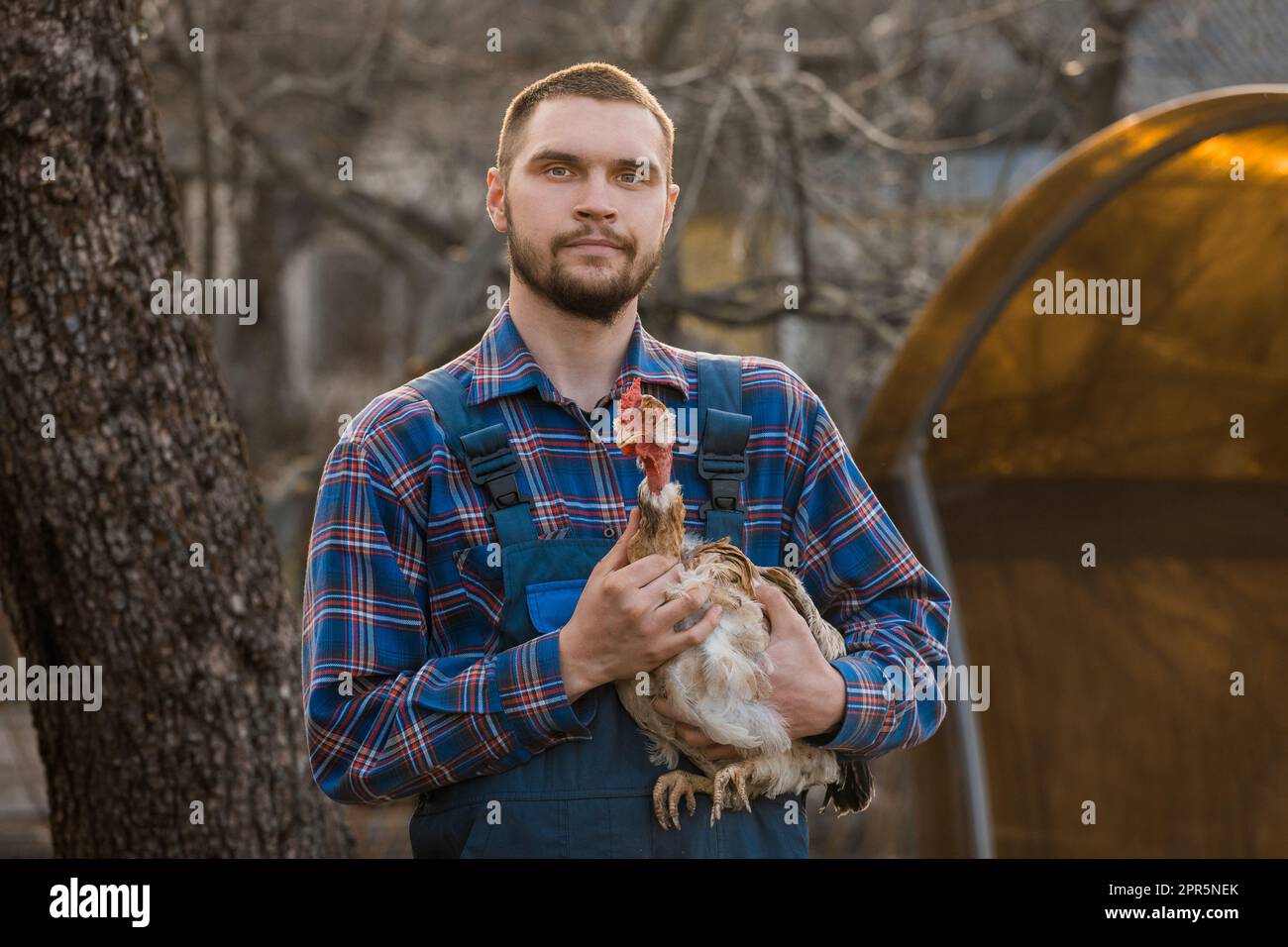 Un fermier a beau portrait rural d'apparence européenne masculin sur la  campagne avec une barbe, une chemise et une combinaison avec un poulet à  col blanc dans ses bras outdoo Photo Stock -